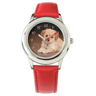 Mengsel van baby Maltese poedel of maltipoophondsh Horloge