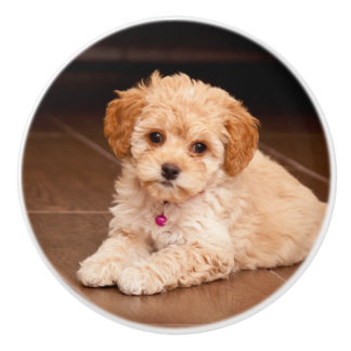Mengsel van baby Maltese poedel of maltipoophondsh Keramische Knop