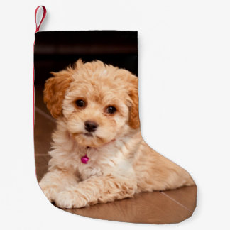 Mengsel van baby Maltese poedel of maltipoophondsh Kleine Kerstsok