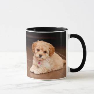 Mengsel van baby Maltese poedel of maltipoophondsh Mok