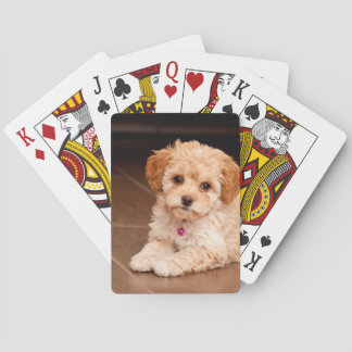 Mengsel van baby Maltese poedel of maltipoophondsh Speelkaarten