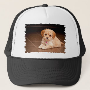 Mengsel van baby Maltese poedel of maltipoophondsh Trucker Pet