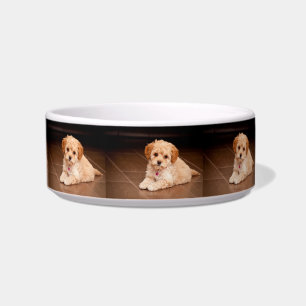 Mengsel van baby Maltese poedel of maltipoophondsh Voerbakje