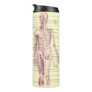 Menselijk anatomie Educatief medisch diagram Thermosbeker