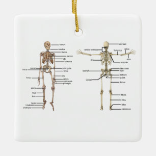 Menselijk anatomie Skeleton medisch diagram voorzi Keramisch Ornament