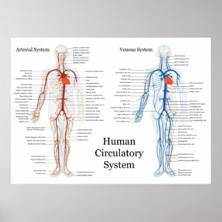 Menselijk circuleersysteem voor arteriën en veinen poster