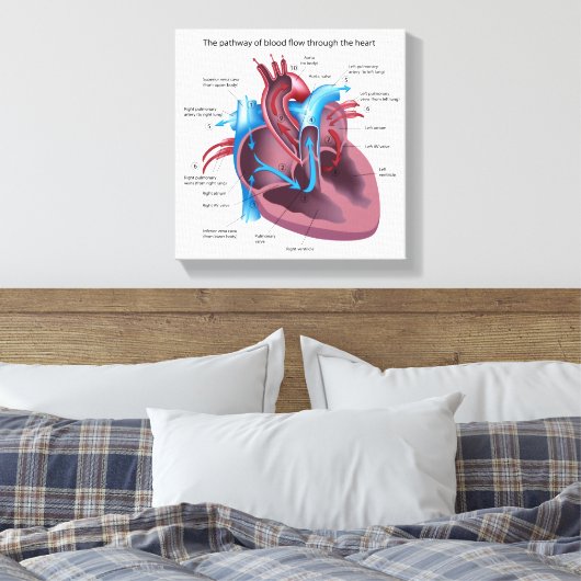 Menselijk hart anatomie uitgerekte canvas print (Insitu (Slaapkamer))