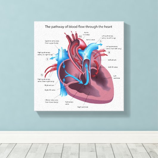 Menselijk hart anatomie uitgerekte canvas print (Insitu (Houten vloer))