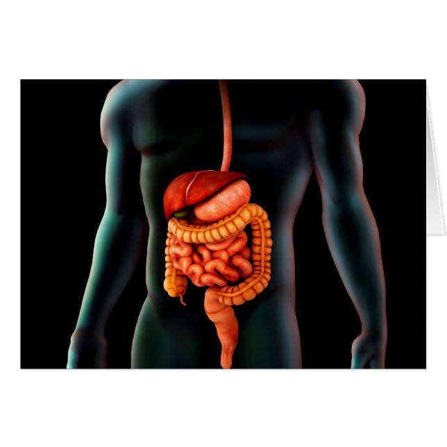 Menselijk lichaam en spijsverteringsstelsel (Voorkant Horizontaal)