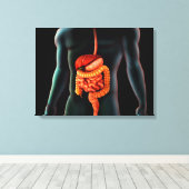 Menselijk lichaam en spijsverteringsstelsel canvas afdruk (Insitu (Houten vloer))