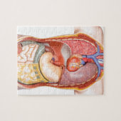 Menselijk lichaamsmodel met organen geïsoleerd op  legpuzzel (Horizontaal)