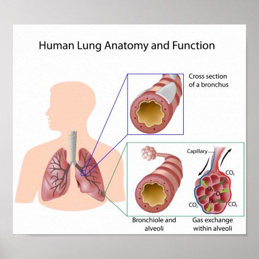 Menselijk longanatomie en functioneel Poster (Voorkant)