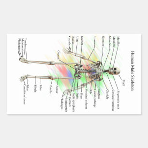 Menselijk mannelijk skelet stickers