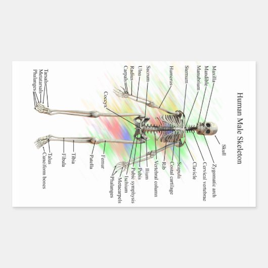 Menselijk mannelijk skelet stickers (Voorkant)