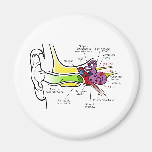 Menselijk oordiagram met cochleaire frequentietoew magneet (Voorkant)