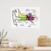 Menselijk oordiagram met cochleaire frequentietoew poster (Keuken)