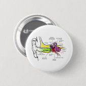 Menselijk oordiagram met cochleaire frequentietoew ronde button 5,7 cm (Voorkant /achterkant)