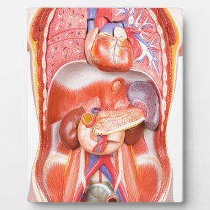 Menselijk schildkliermodel met organen fotoplaat