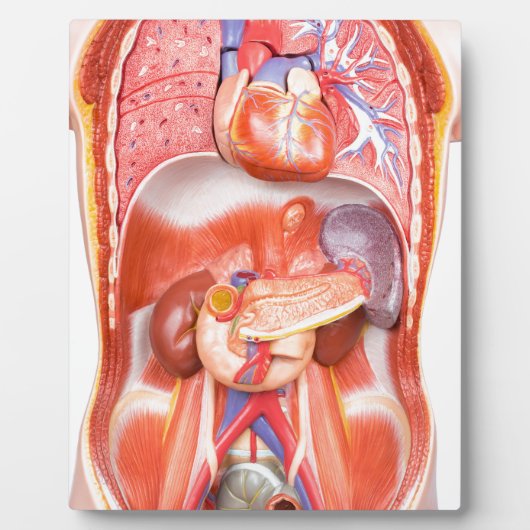 Menselijk schildkliermodel met organen fotoplaat (Voorkant)