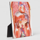 Menselijk schildkliermodel met organen fotoplaat (Zijkant)