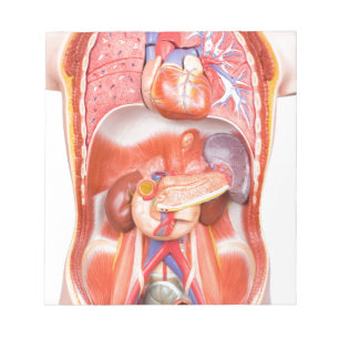 Menselijk schildkliermodel met organen notitieblok