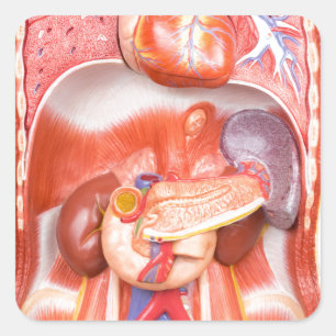 Menselijk schildkliermodel met organen vierkante sticker