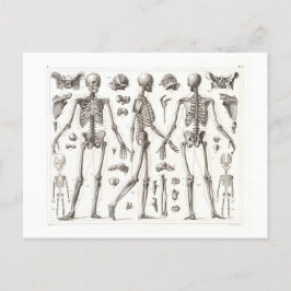 Menselijk skelet  Briefkaart