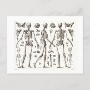 Menselijk skelet Briefkaart