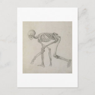 Menselijk skelet: Lateraal uitzicht in Crouching P Briefkaart