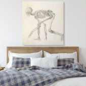 Menselijk skelet: Lateraal uitzicht in Crouching P Canvas Afdruk (Insitu (Slaapkamer))