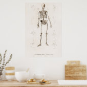 Menselijk skelet poster (Keuken)