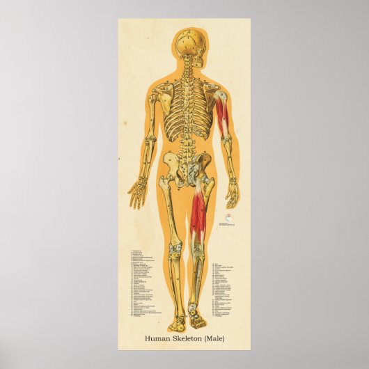Menselijk Skeleton Anatomie Botten Grafiek Manneli Poster (Voorkant)