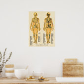 Menselijk Skeleton Anatomie Botten Grafiek Vrouw Poster (Keuken)