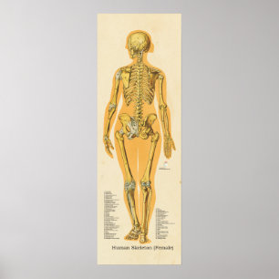 Menselijk Skeleton Anatomie Botten Grafiek Vrouw Poster