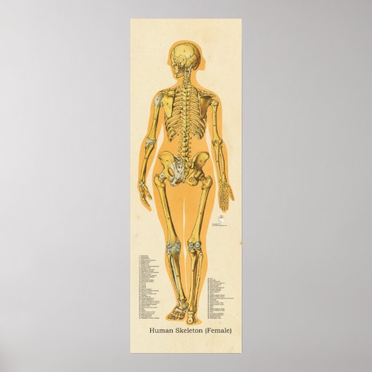 Menselijk Skeleton Anatomie Botten Grafiek Vrouw Poster (Voorkant)