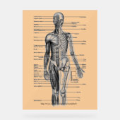 "Menselijk skeletondiagram" Acryl Bord (Voorkant)