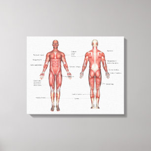 Menselijk spierstelsel gelabeld canvas afdruk
