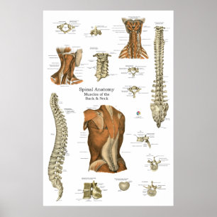 Menselijk spinaal spier anatomie diagram poster