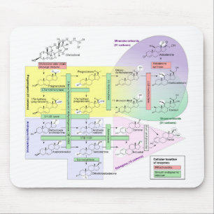 Menselijk steroidogenese Diagram Biologisch Chemis Muismat