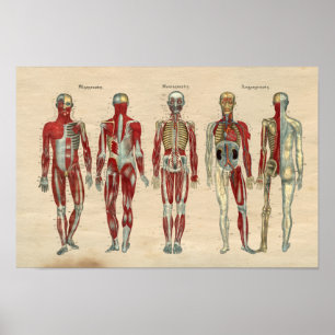 Menselijke anatomie 1841 Spierspennen Poster