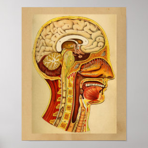 menselijke anatomie Afdrukbrein Poster