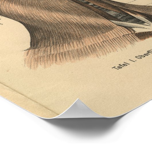 menselijke anatomie Afdrukkant en nek Poster (Hoek)