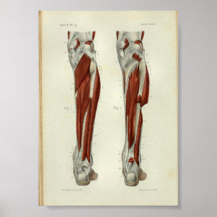 Menselijke  anatomie Afdrukspieren Beenbeen Poster