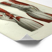 Menselijke anatomie Afdrukspieren Knie Poster (Hoek)