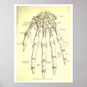  menselijke anatomie-Botten van de hand Poster