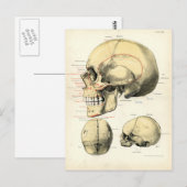Menselijke anatomie - De schedel Briefkaart (Voorkant / Achterkant)