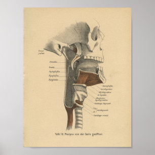 menselijke anatomie Druk nekspieren af Poster