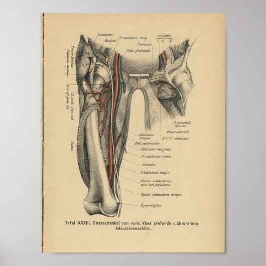 menselijke anatomie Druk pootspieren af Poster (Voorkant)