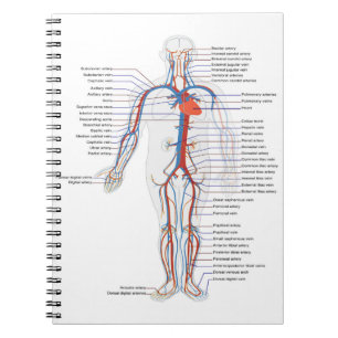 Menselijke anatomie en circulatie Gepersonaliseerd Notitieboek