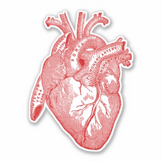  Menselijke Anatomie Hart Rood Sticker (Voorkant)